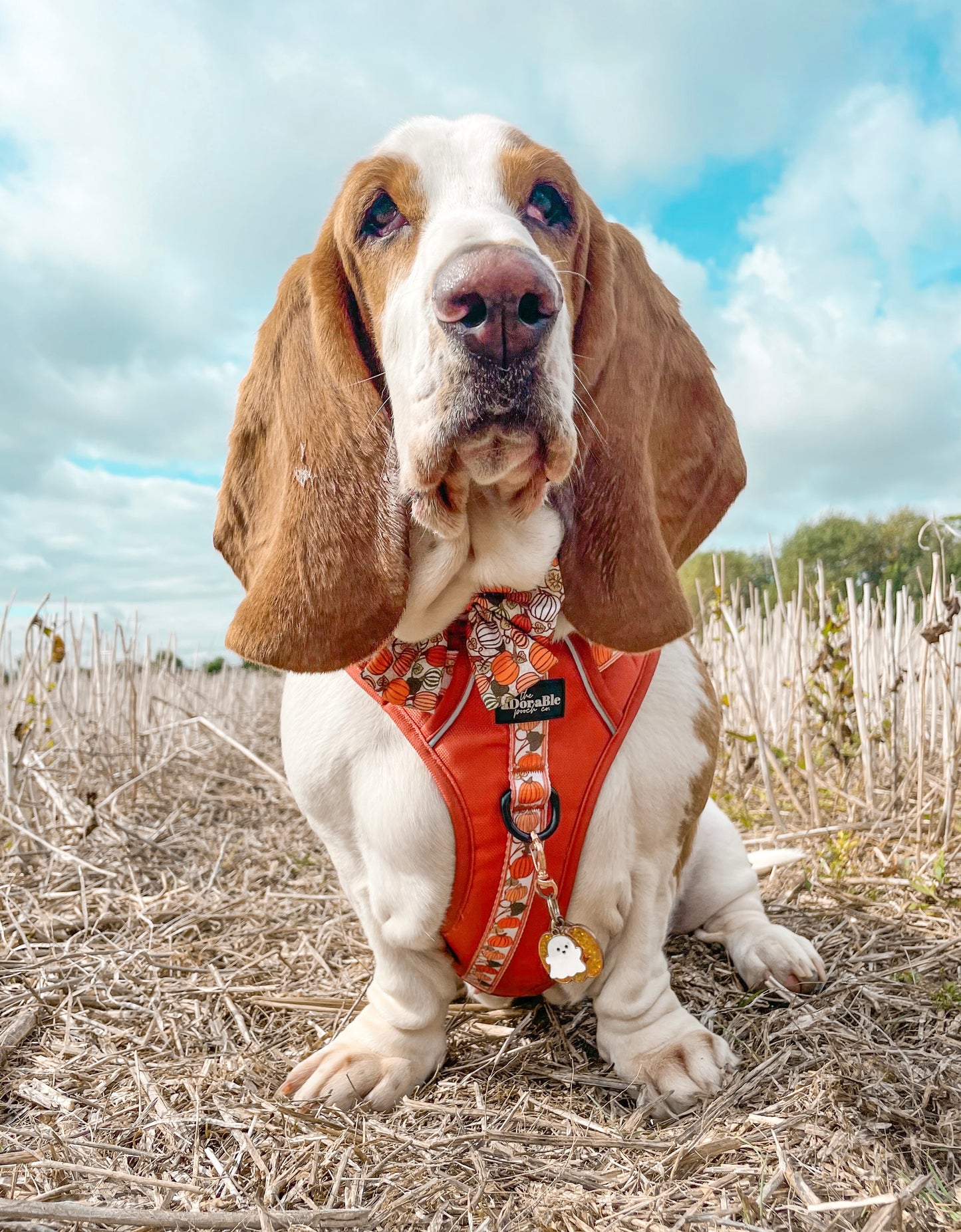 Hike & Go™ Harness - Pumpkin Fields