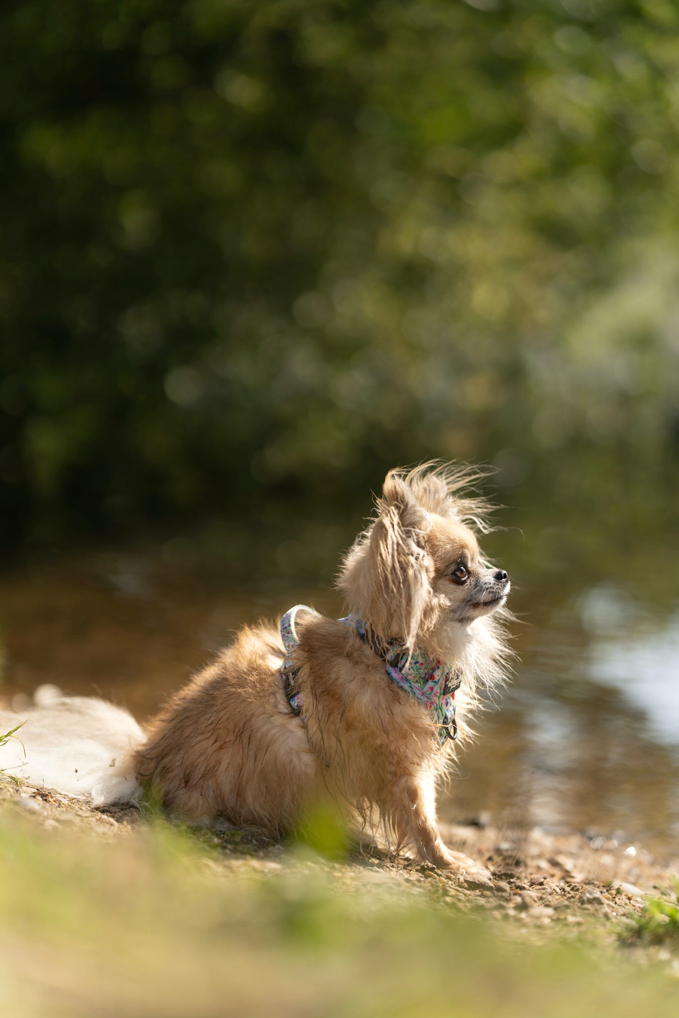 Hike & Go Lite™ Harness - Wildflower Meadow