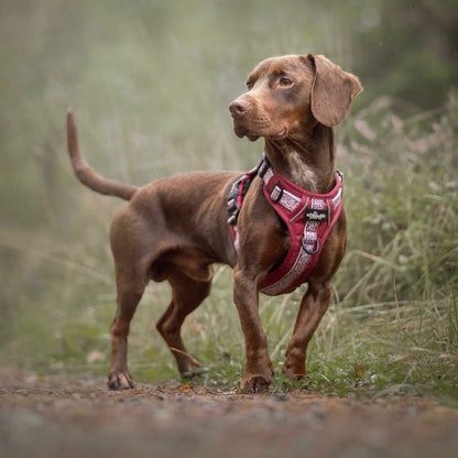 Hike & Go™ Harness - Cherrywood Ivy