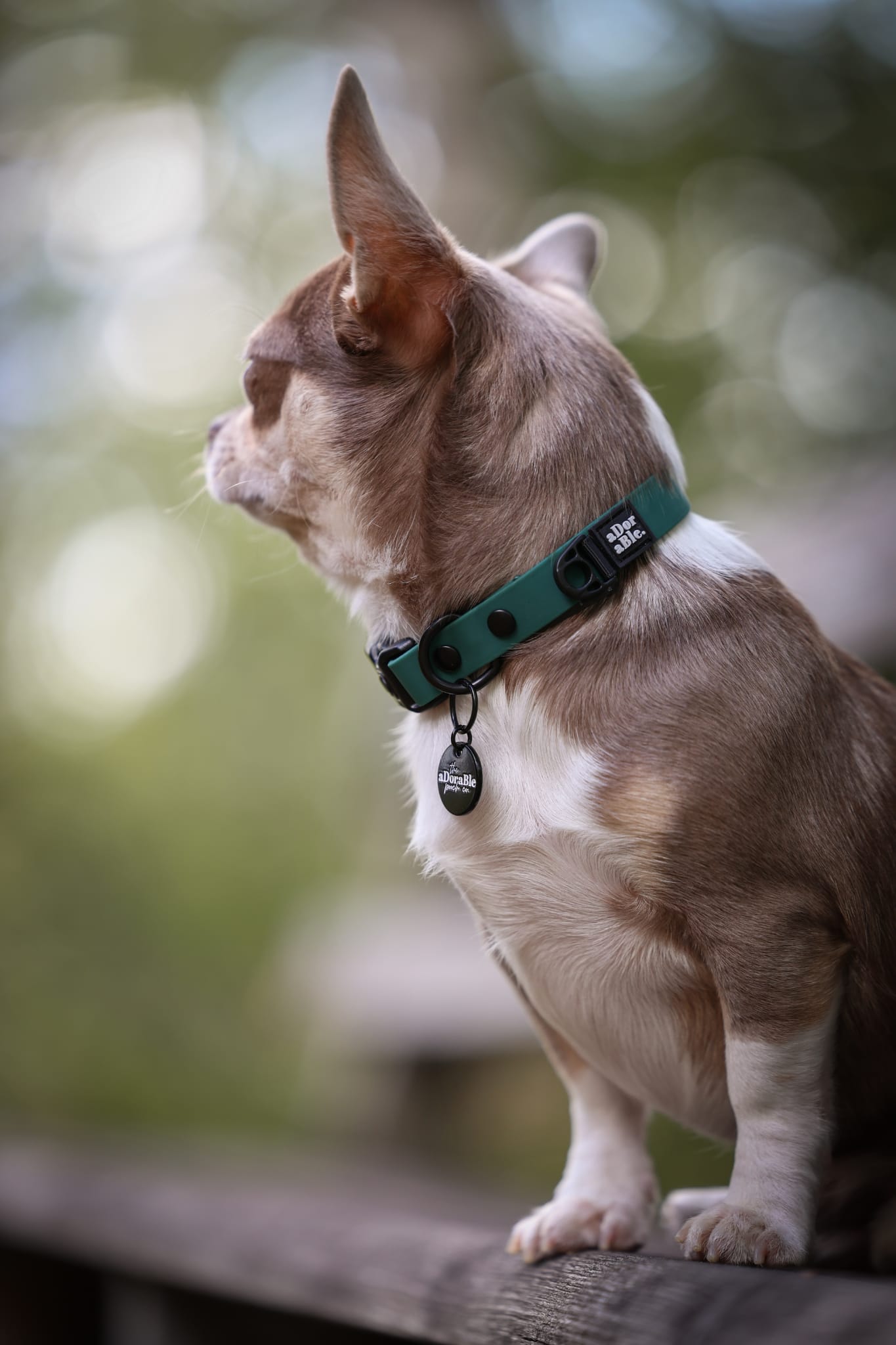 HydroFlex Lite™ Dog Collar - Pheasant Green