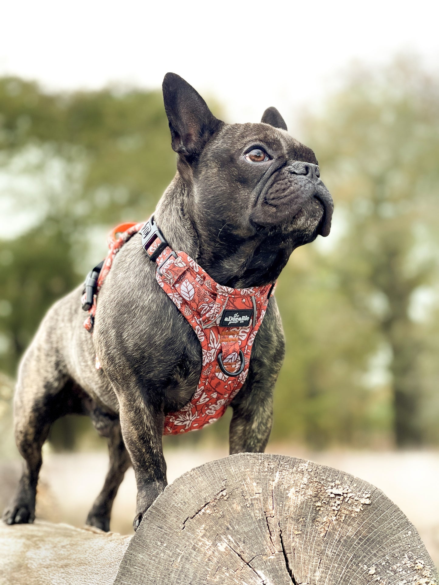 Hike & Go™ Harness - Falling For You