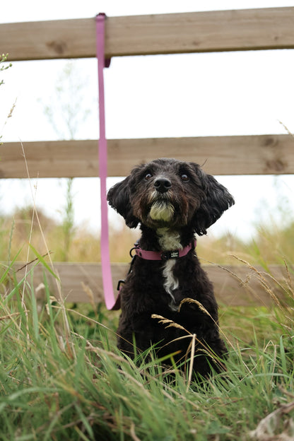 HydroFlex Lite™ Dog Collar - Mauve