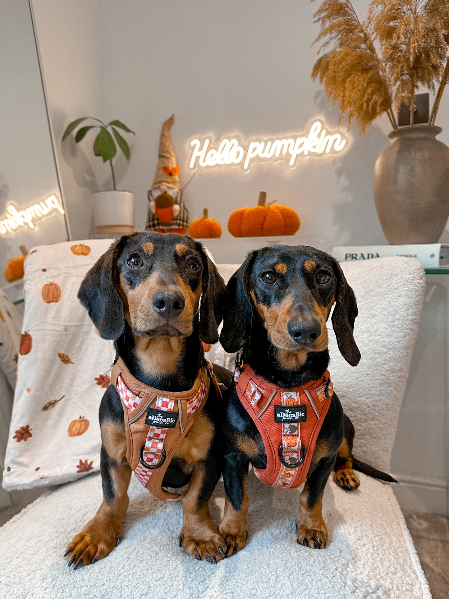 Hike & Go™ Harness - Pumpkin Fields