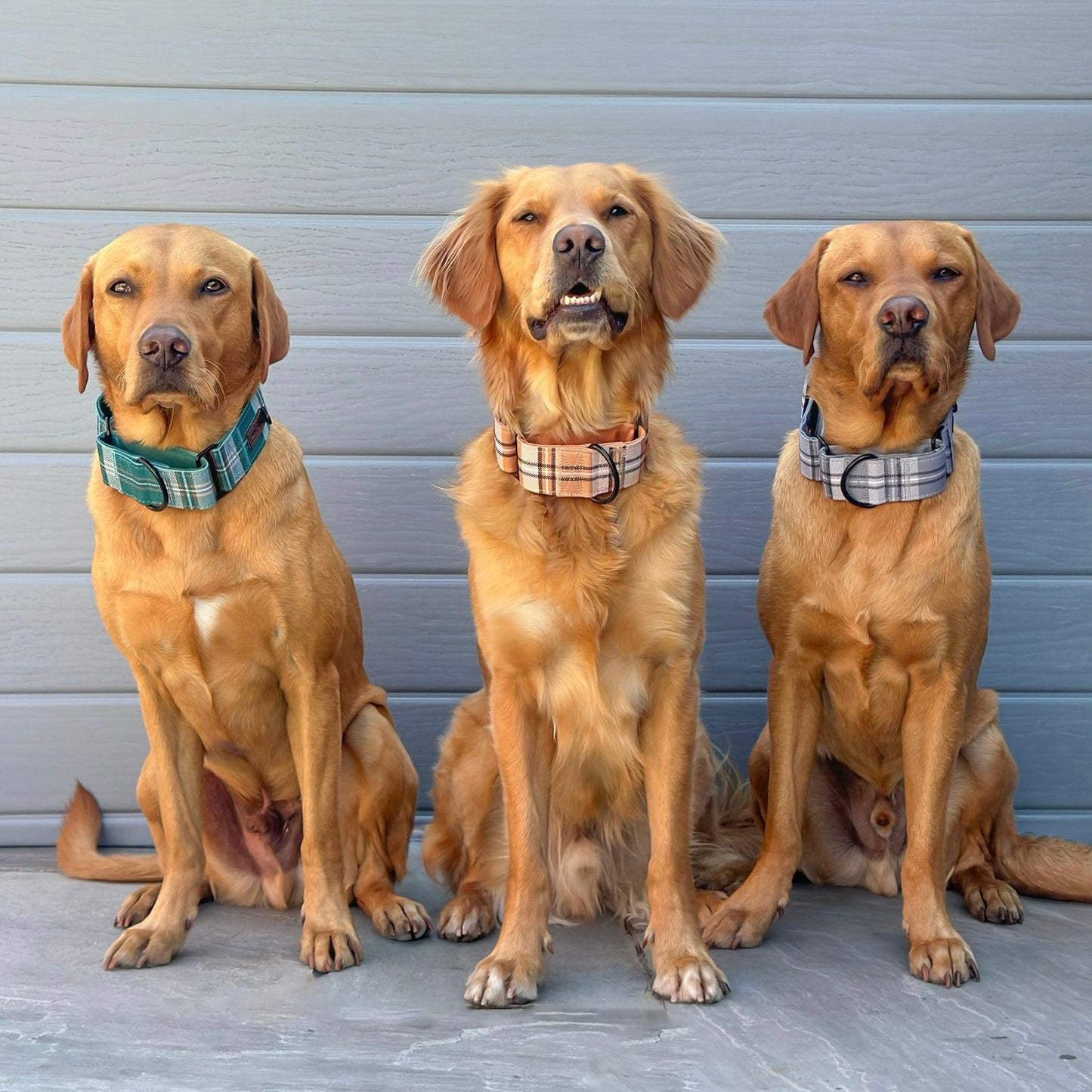 Heritage Martingale Collar - Butterscotch Biscuit