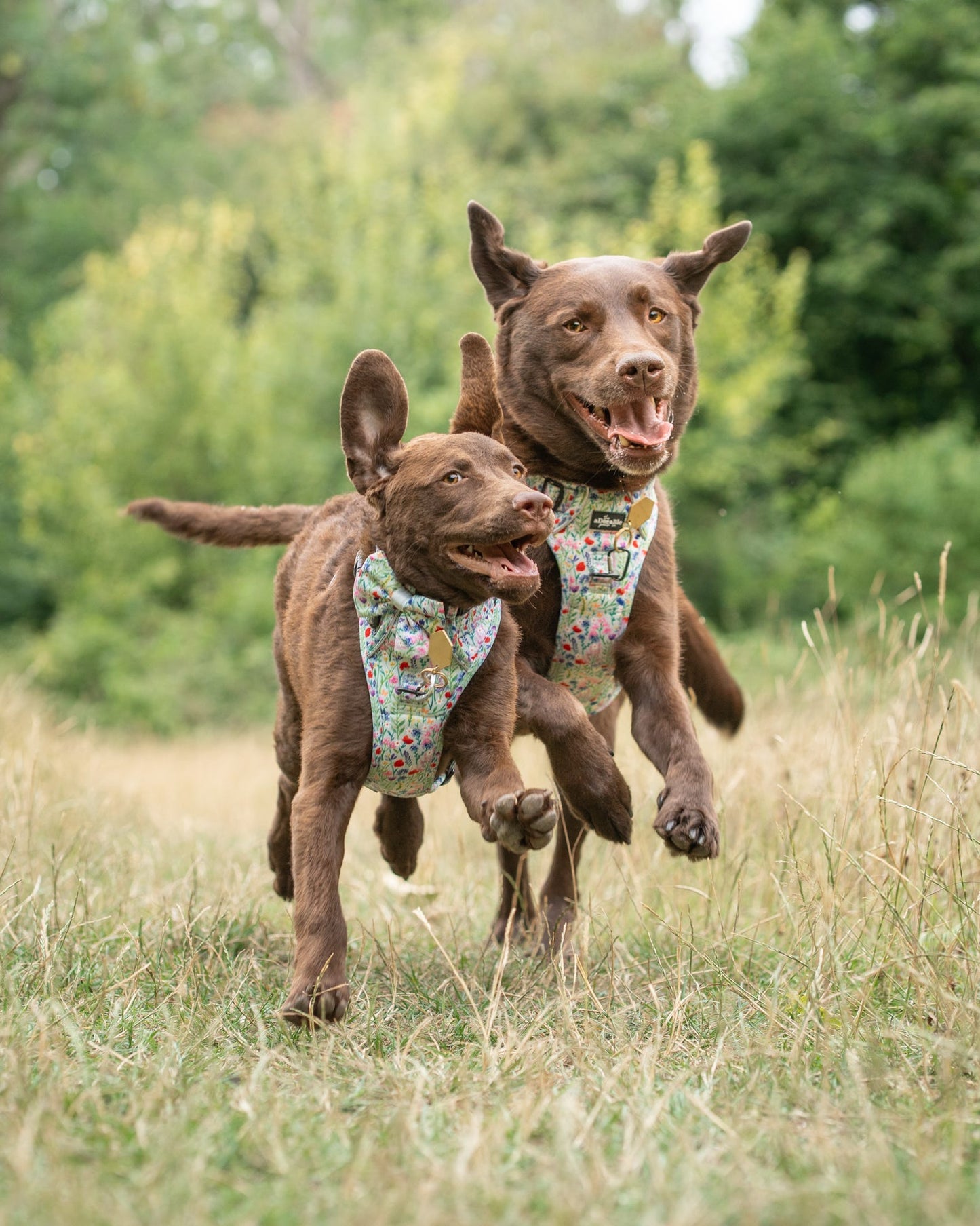 Hike & Go Lite™ Harness - Wildflower Meadow