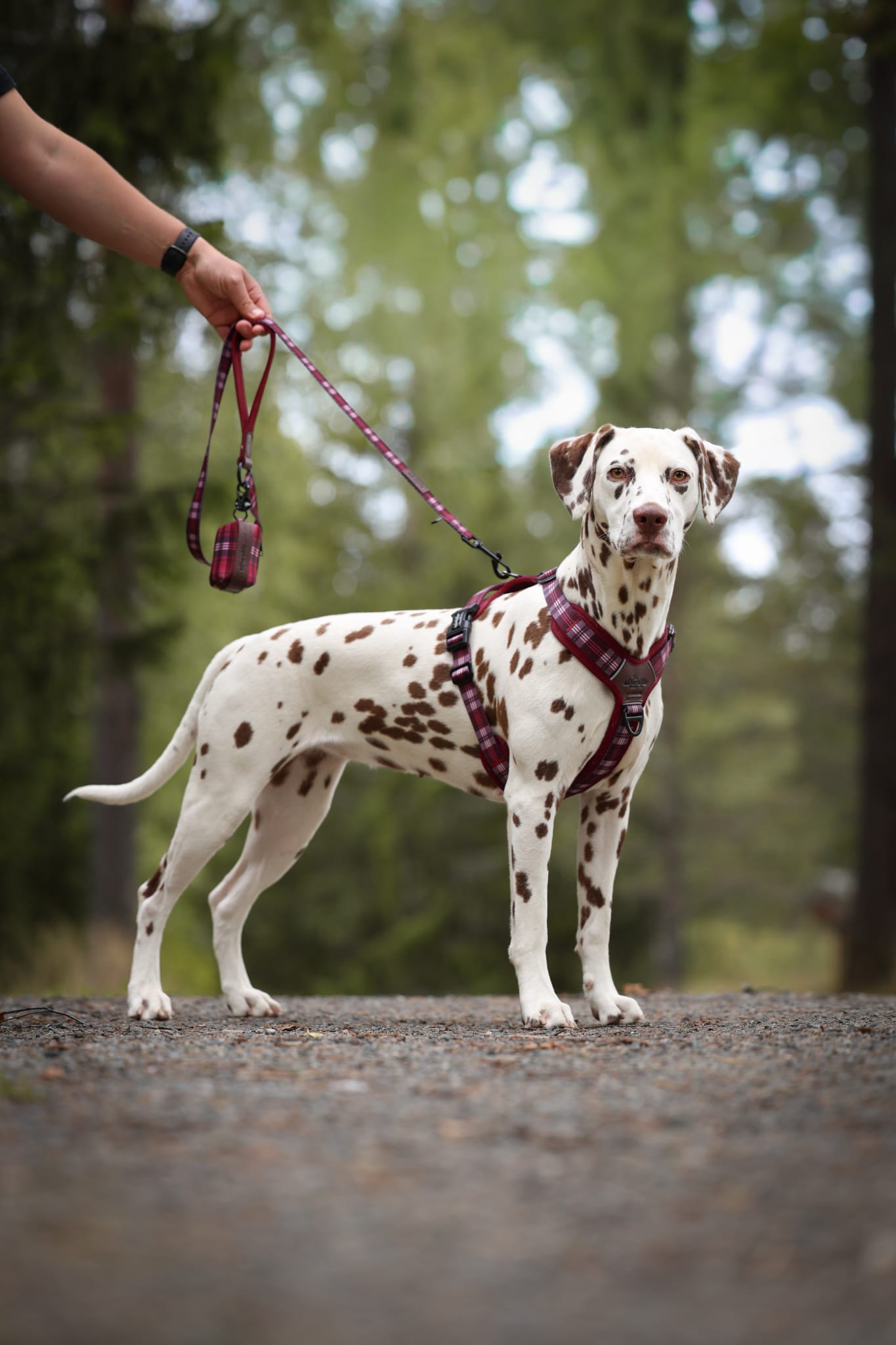 Heritage Poop Bag Holder - Merlot Manor