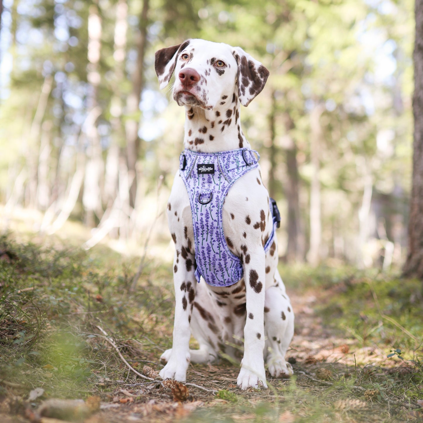 Hike & Go Lite™ Harness - Lavender Haze