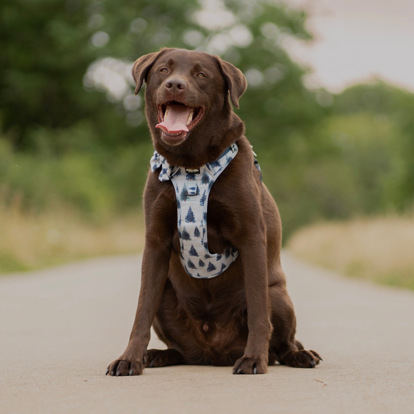 Hike & Go™ Harness - Fresh Pines