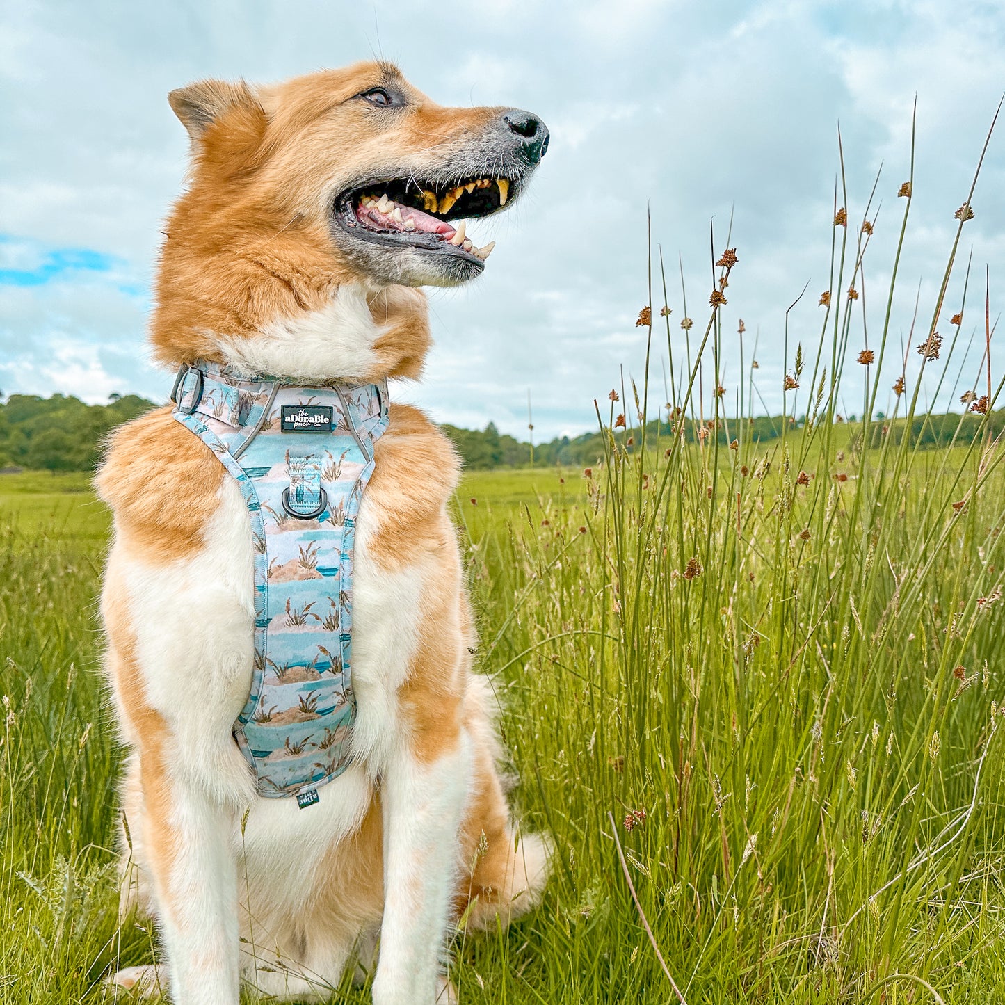 Hike & Go Lite™ Harness - Coastal Beach Grass