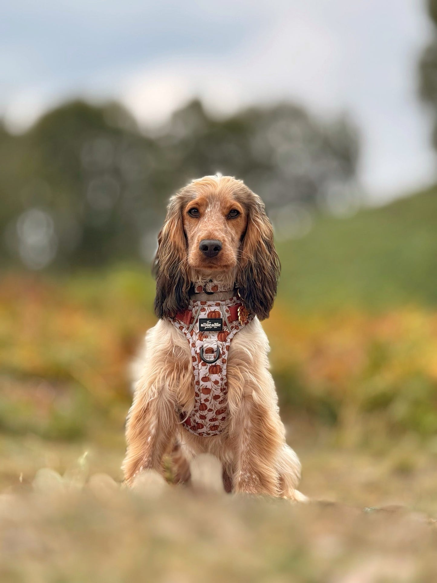 Hike & Go™ Harness - Pumpkin Farm