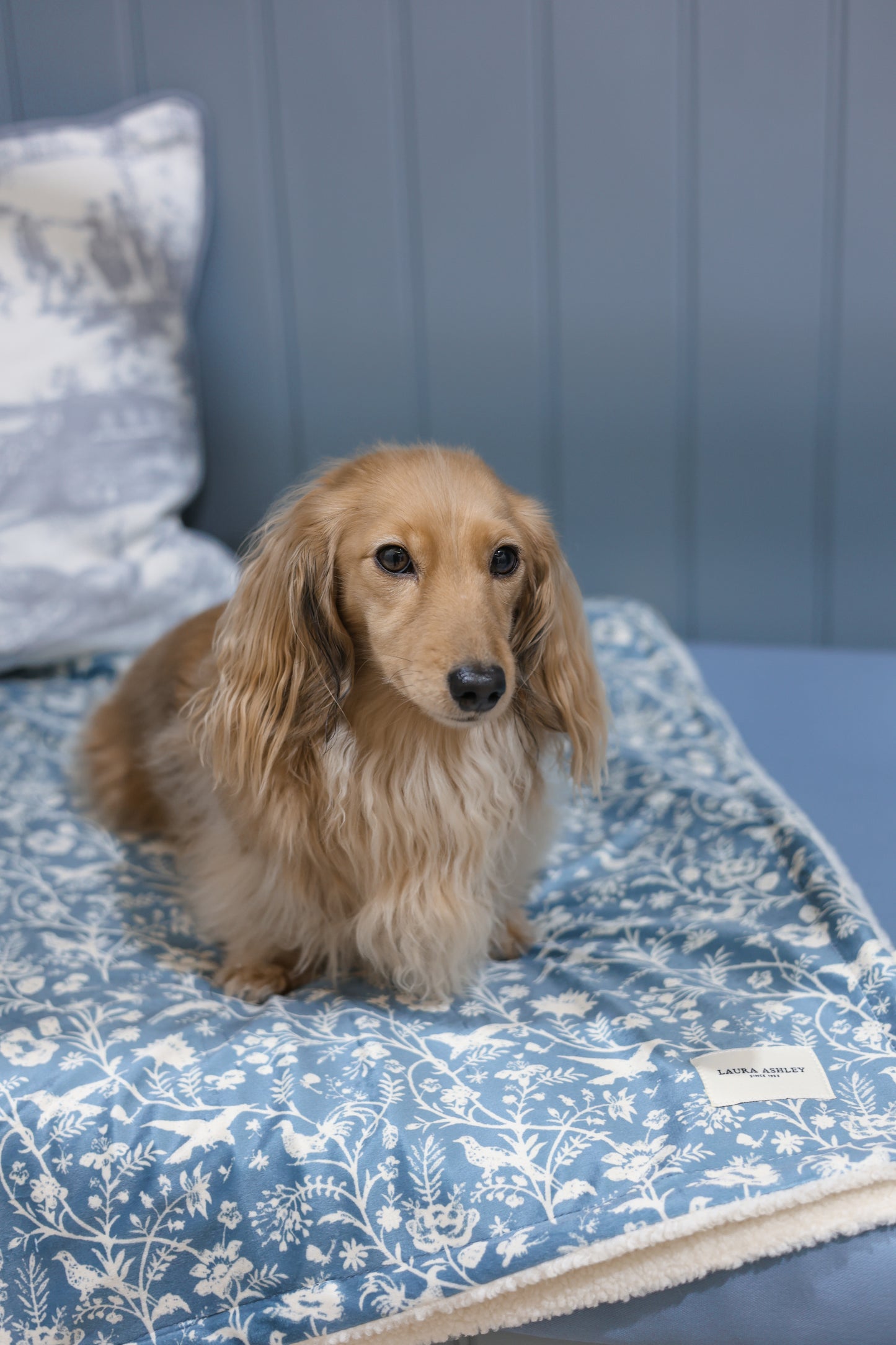 Laura Ashley Dog & Puppy Bed Blanket - Shepherd's Purse