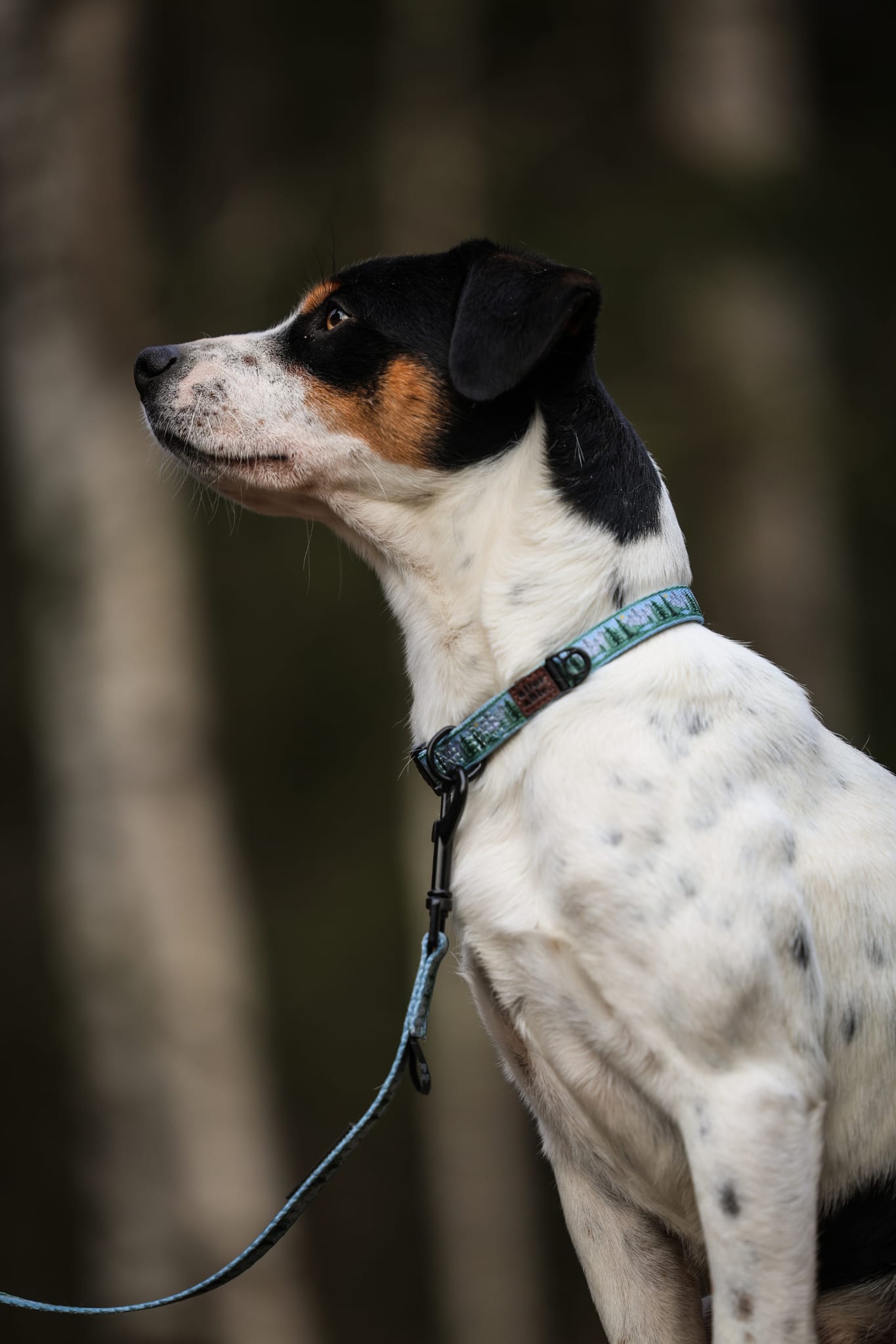 Collar - Daydream Heights