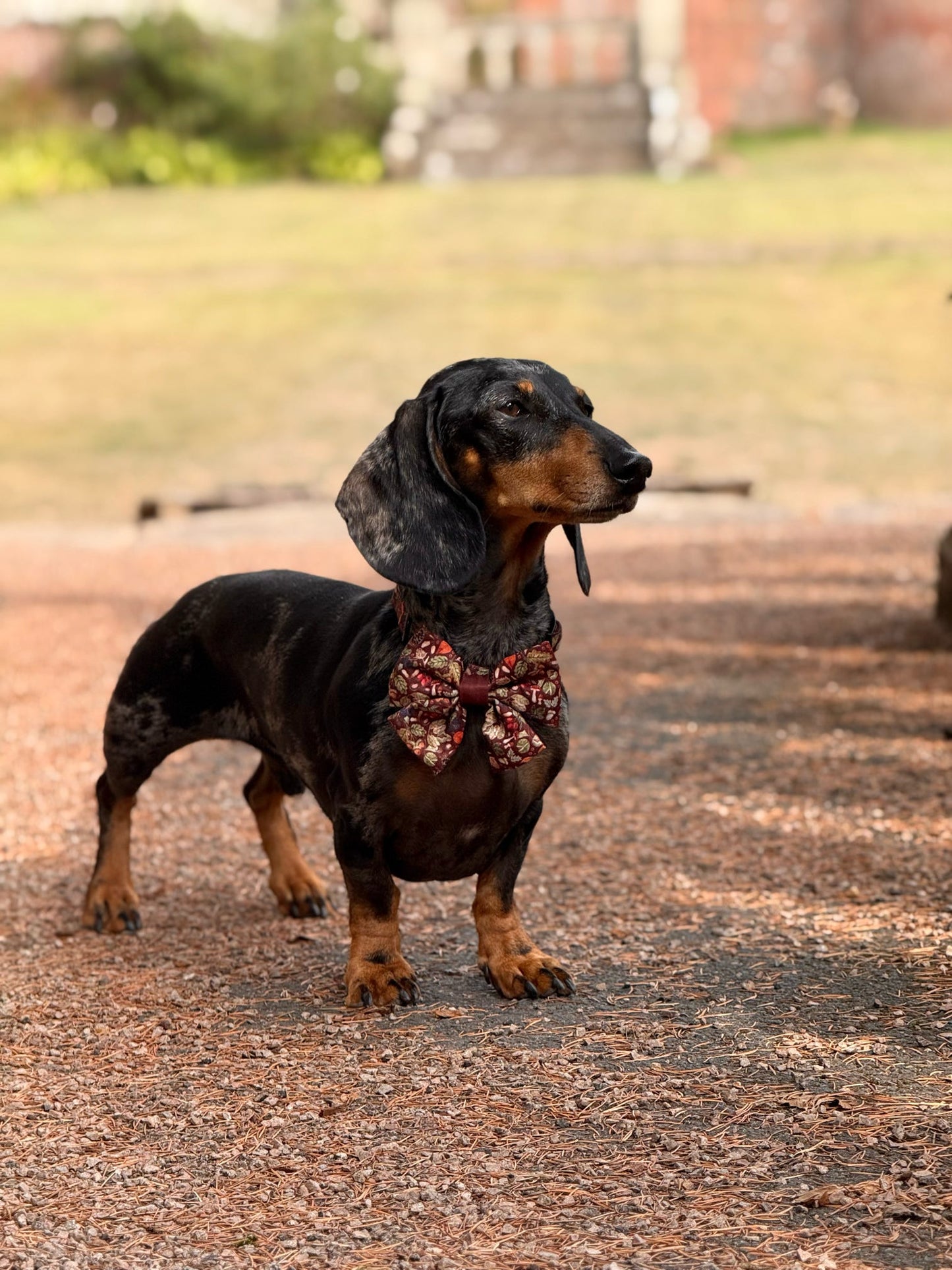 Sailor Bow Tie - Foragers Forest