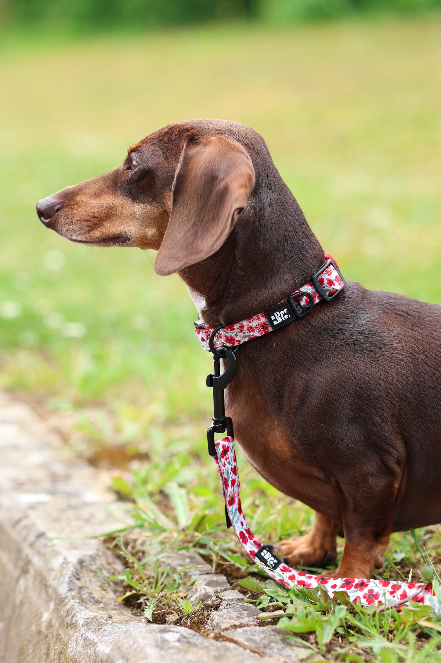 Collar - Painted Poppies