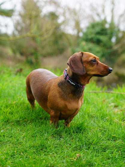 Laura Ashley Dog Collar - Gosford Meadow