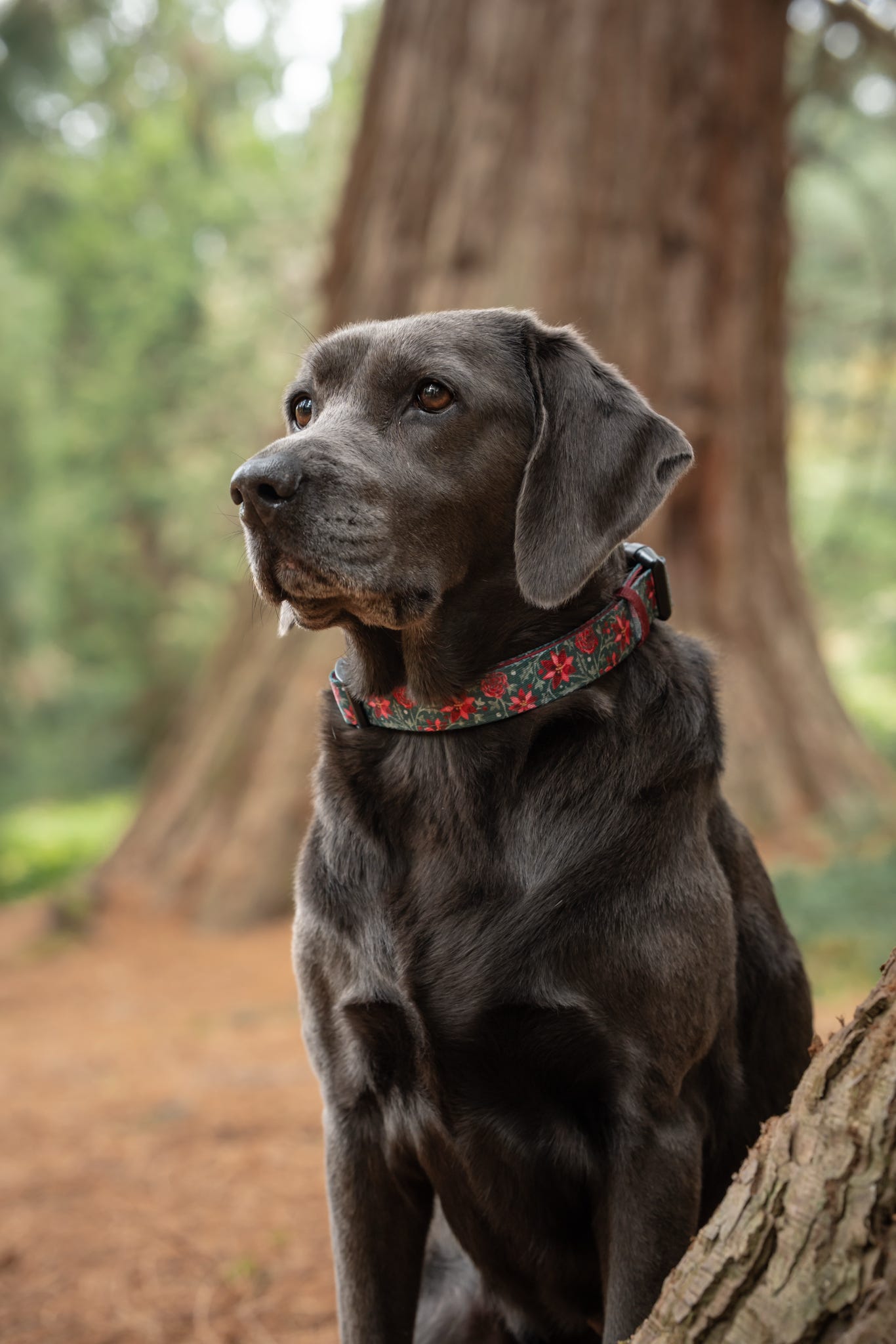 Collar - Holly & Ivy