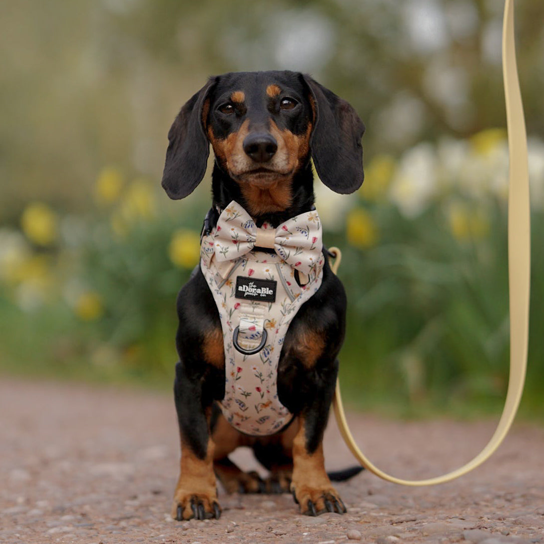 Hike & Go Lite™ Harness - Spring Garden