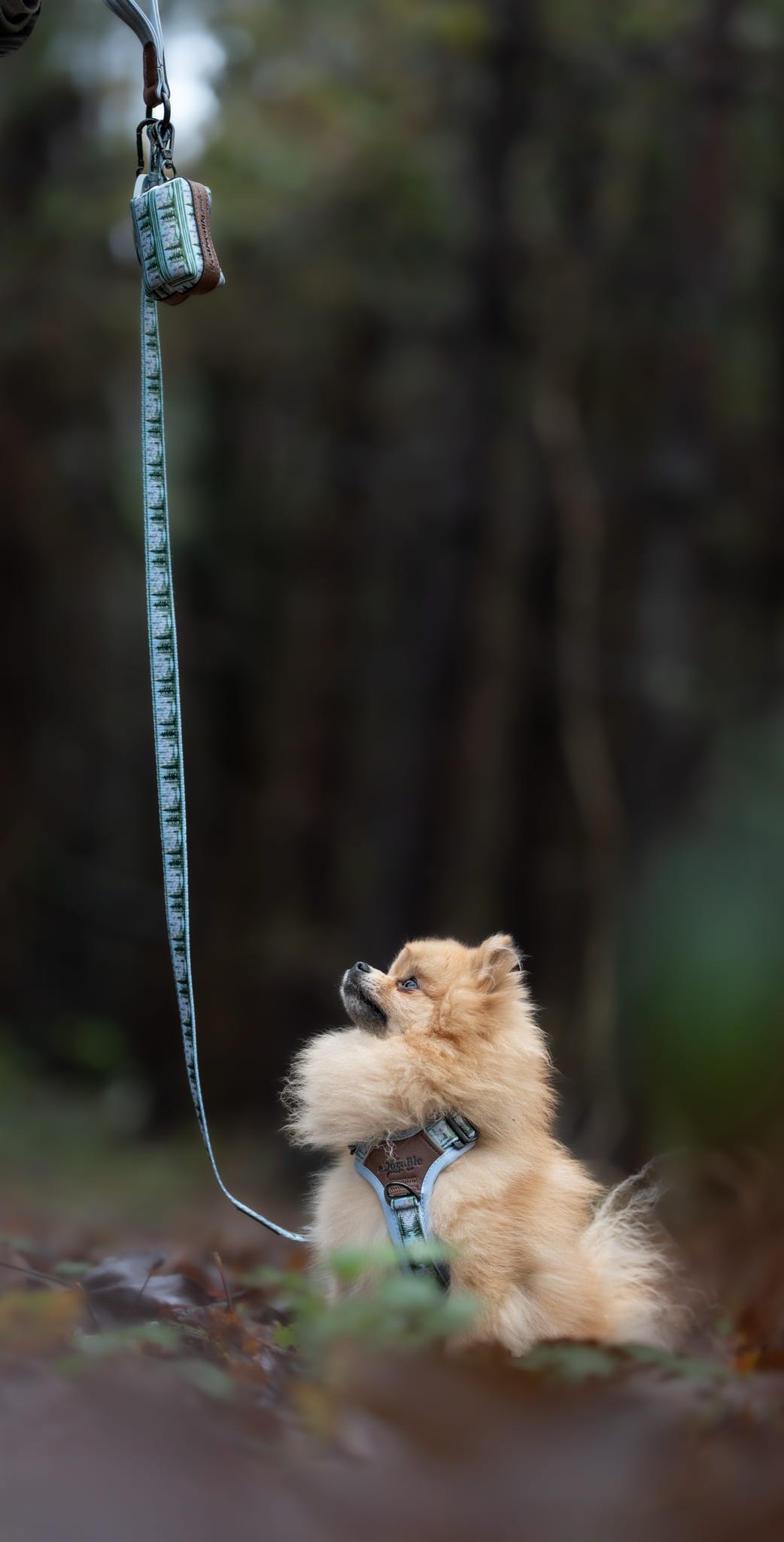 Lead - Daydream Heights