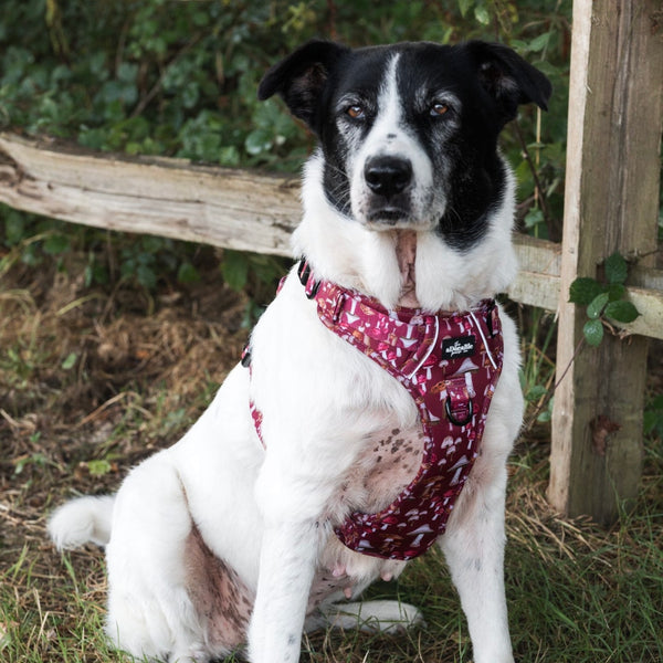 Hike & Go Lite™ Harness - Mulberry Mushrooms