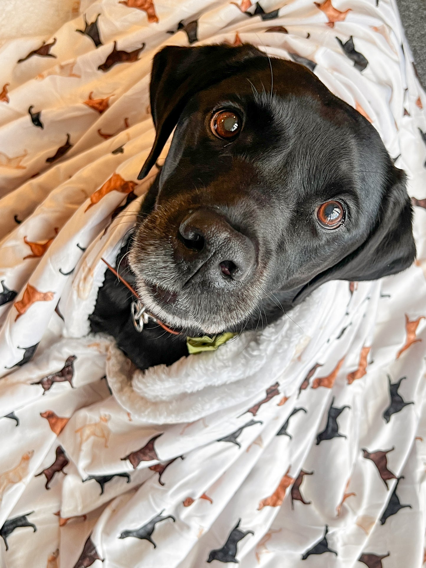 Supersize Soft Blanket - Watercolour Labradors