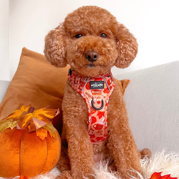 Hike & Go Lite™ Harness - Pumpkin Harvest