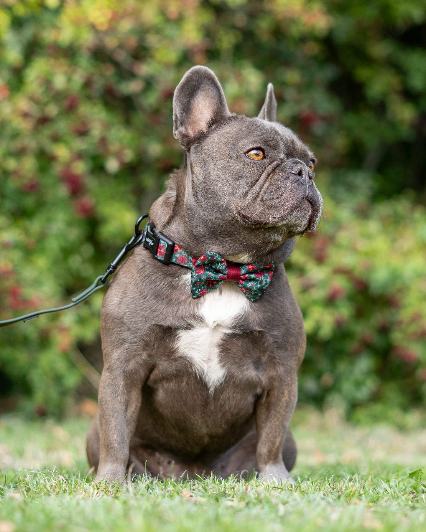 Bow Tie - Holly & Ivy