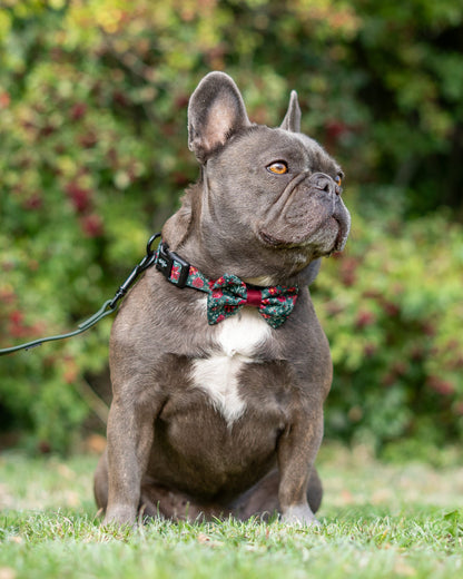 Bow Tie - Holly & Ivy