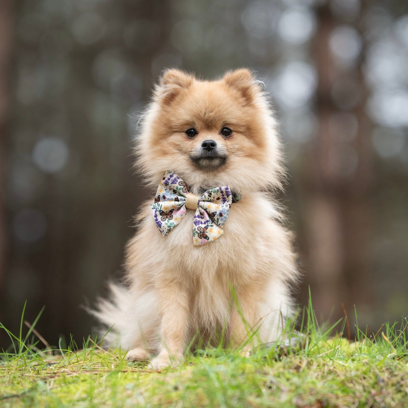 Sailor Bow Tie - Bumbles & Butterflies