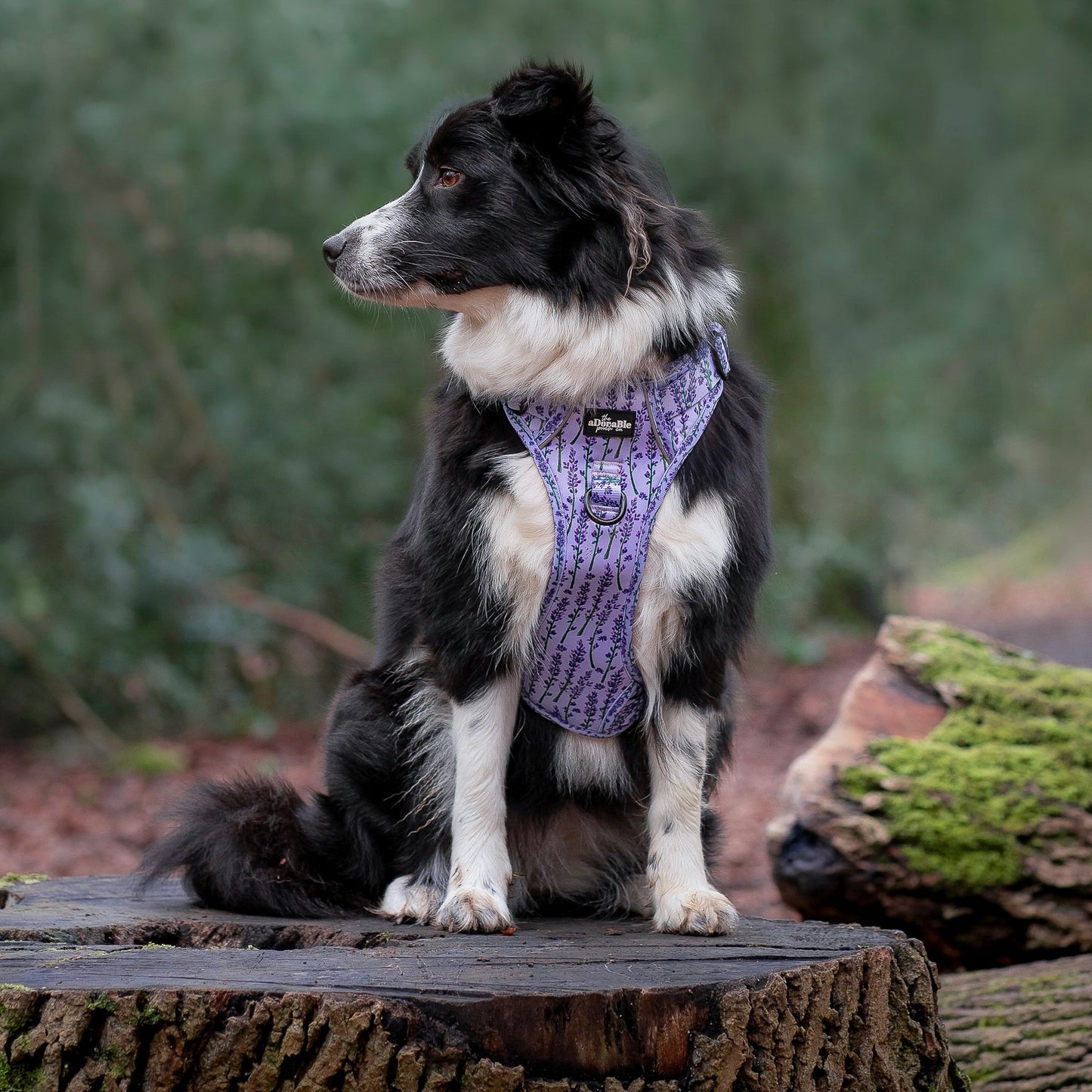 Hike & Go Lite™ Harness - Lavender Haze