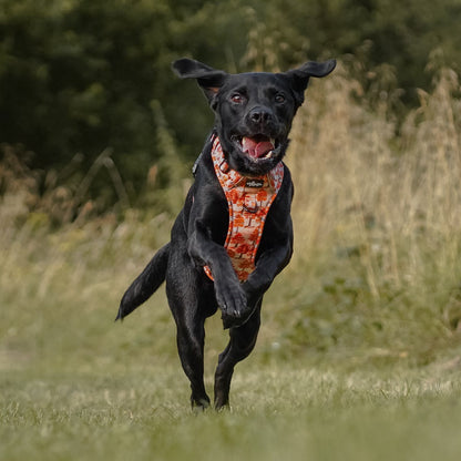 Hike & Go Lite™ Harness - Autumn Orchard