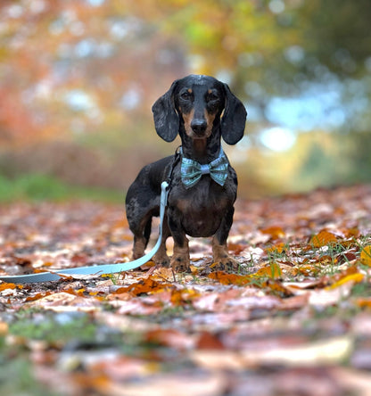 Bow Tie - Daydream Heights