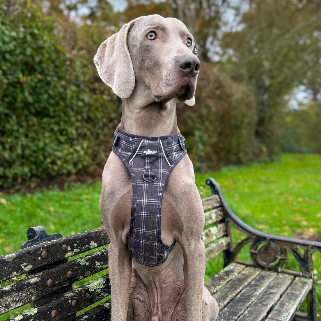 Hike & Go™ Harness - LUXE Noir Plaid