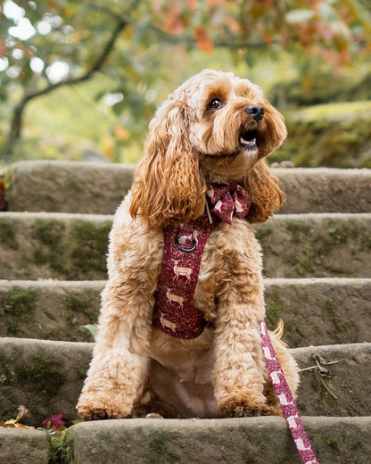 Hike & Go Lite™ Harness - Winter Fawn