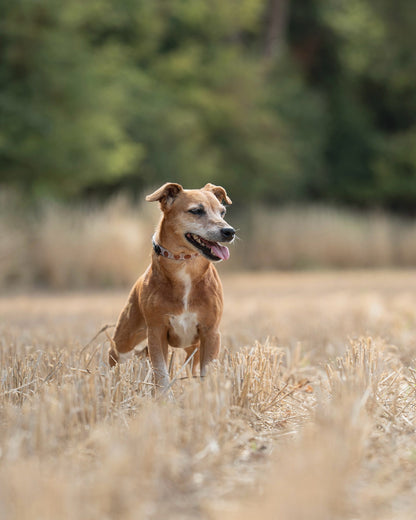Collar - Pumpkin Farm