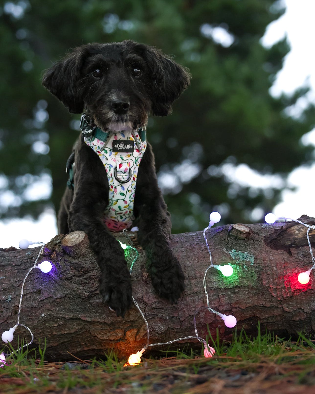 Hike & Go Lite™ Harness - Festive Lights