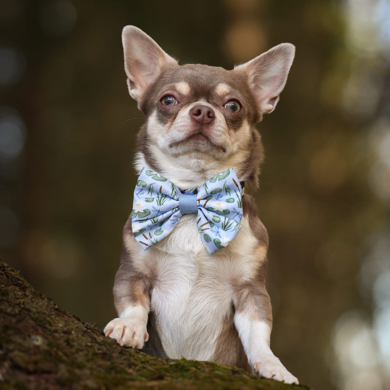 Dog Sailor Bow Tie - Willow Waters