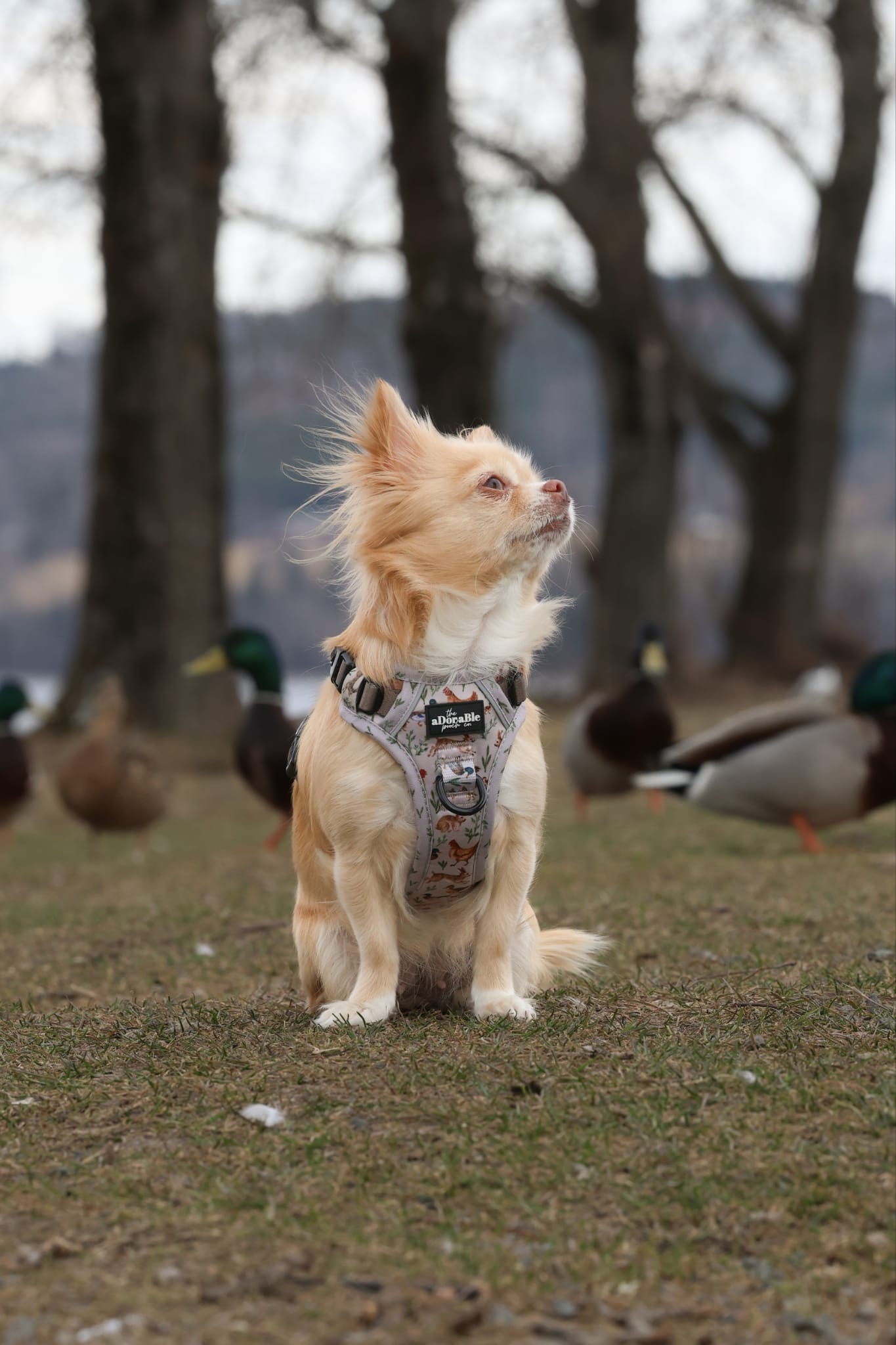 Hike & Go Lite™ Harness - Cotswold Cottage