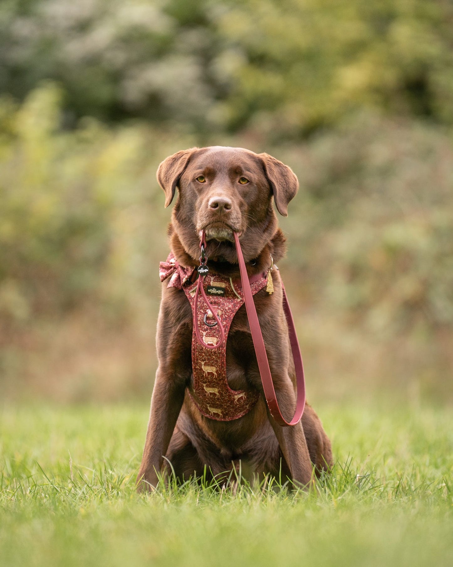 Hike & Go Lite™ Harness - Winter Fawn