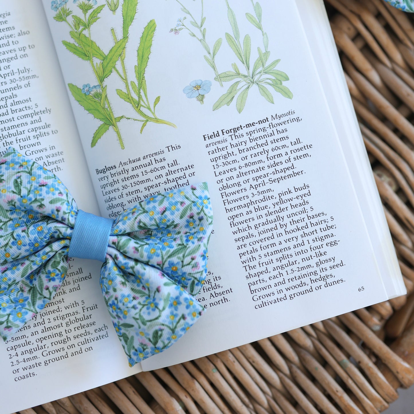 Dog Sailor Bow Tie - Flourishing Forget-Me-Nots