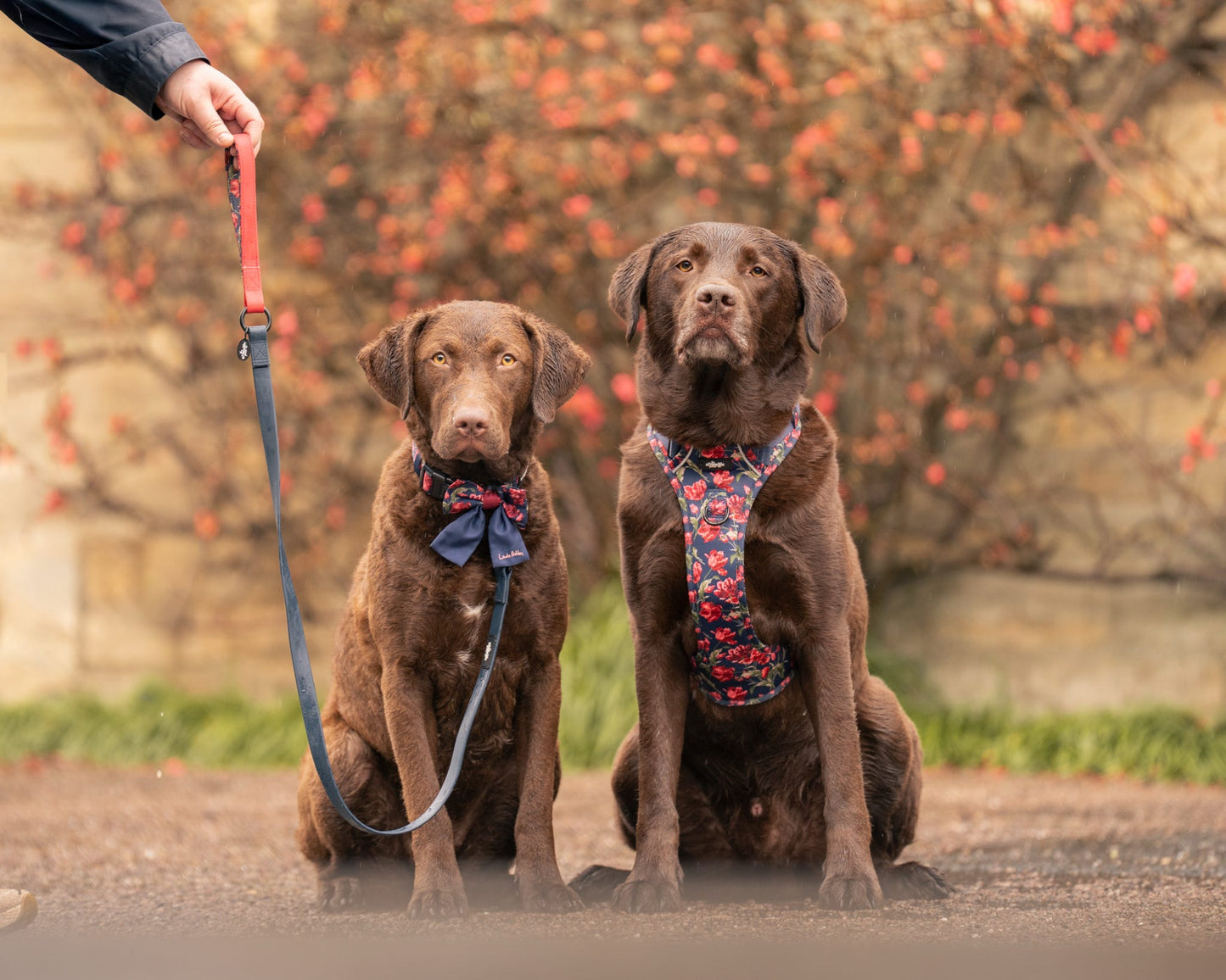 Laura Ashley Dog Harness - Gosford Meadow