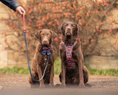 Laura Ashley Dog Harness - Gosford Meadow