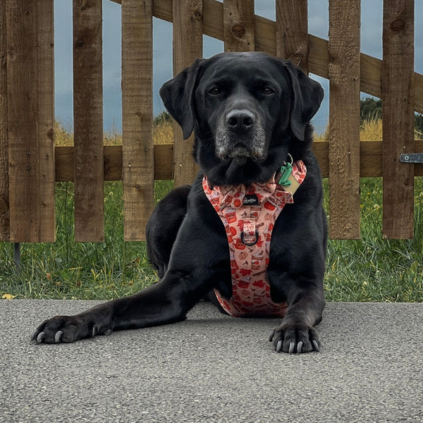 Hike & Go Lite™ Harness - Pumpkin Harvest