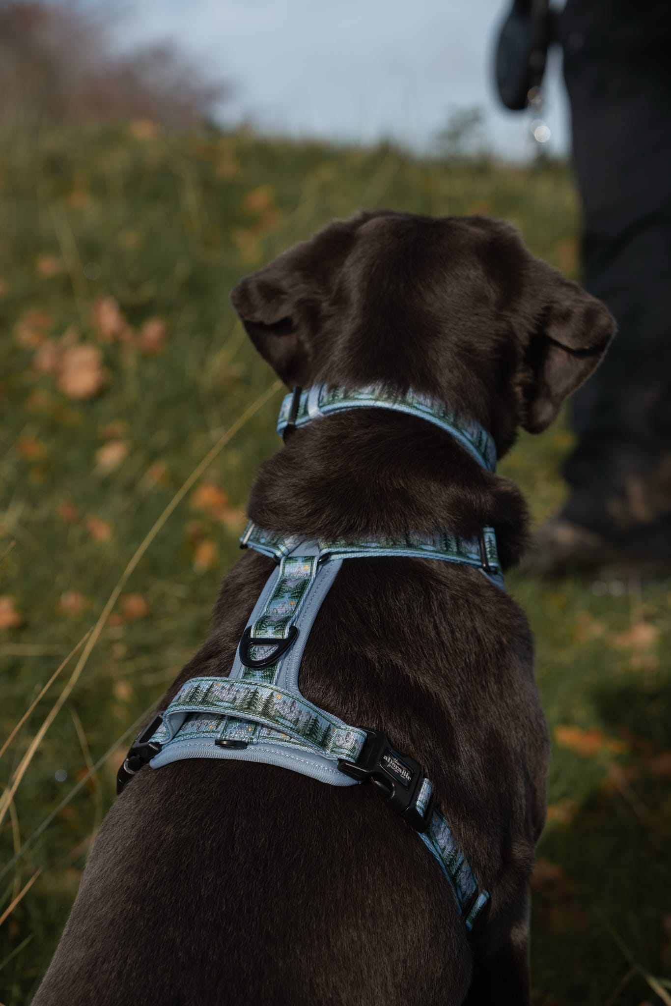 Streamline Pro™ Dog Harness - Daydream Heights