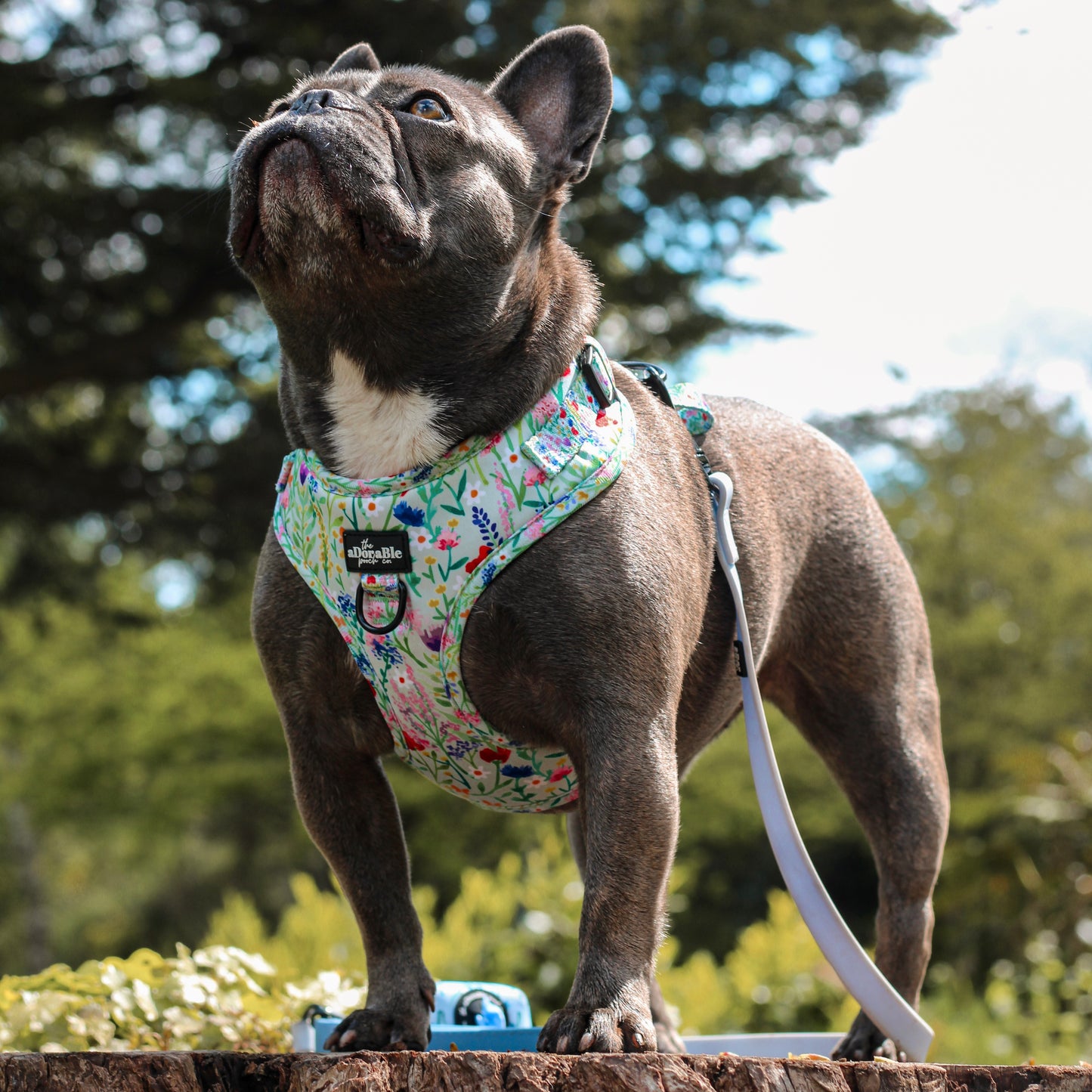 Adjustable Harness - Wildflower Meadow