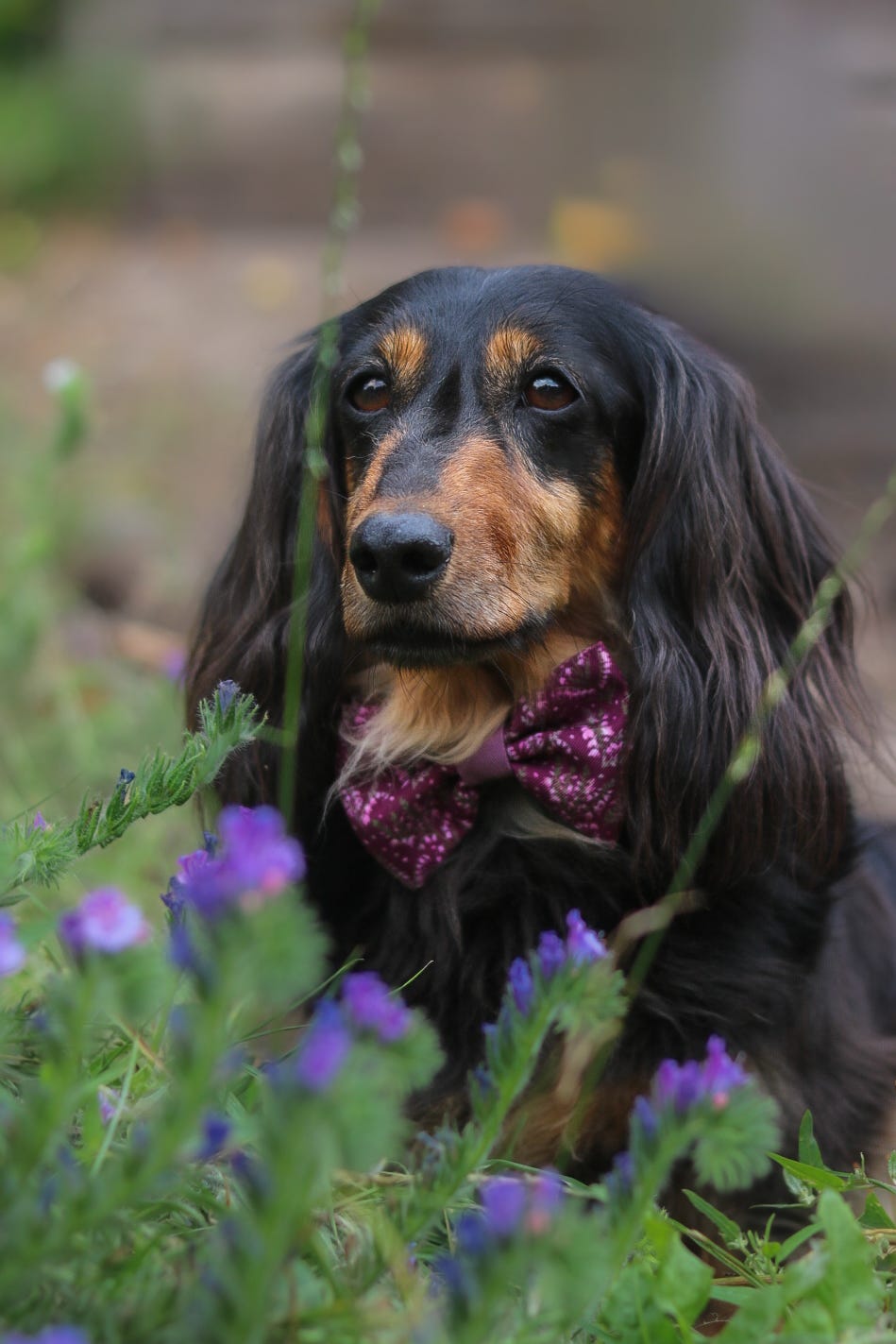 Bow Tie - Highland Heather