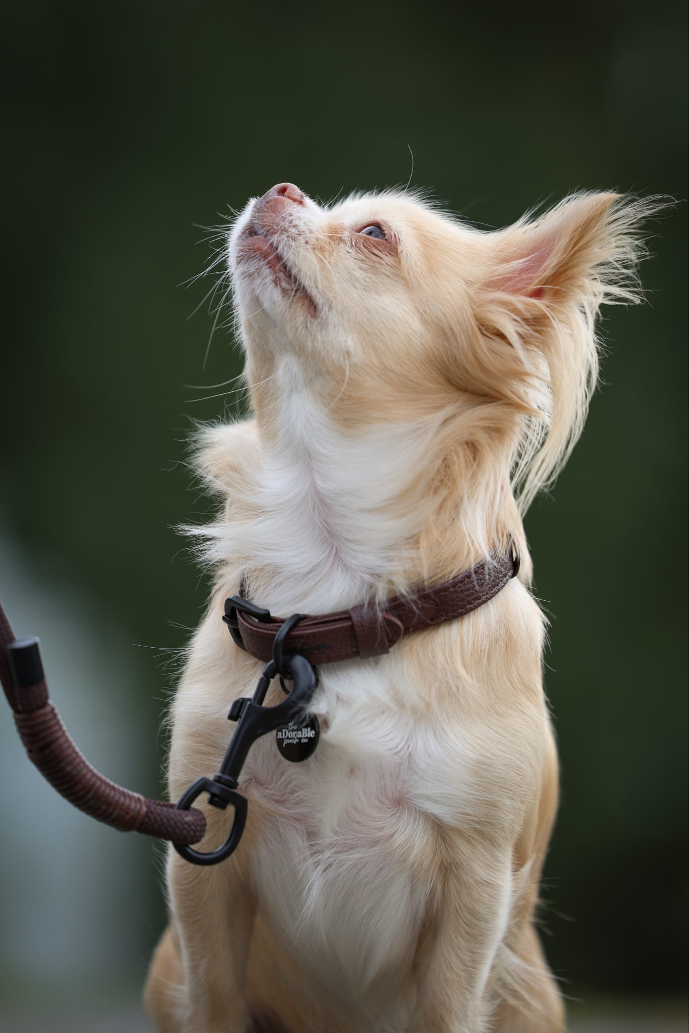 Heritage Faux Leather Dog Collar - Brown