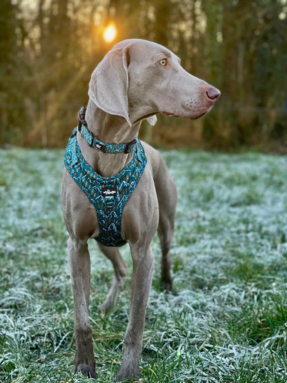 Adjustable Harness - Alpine Adventure