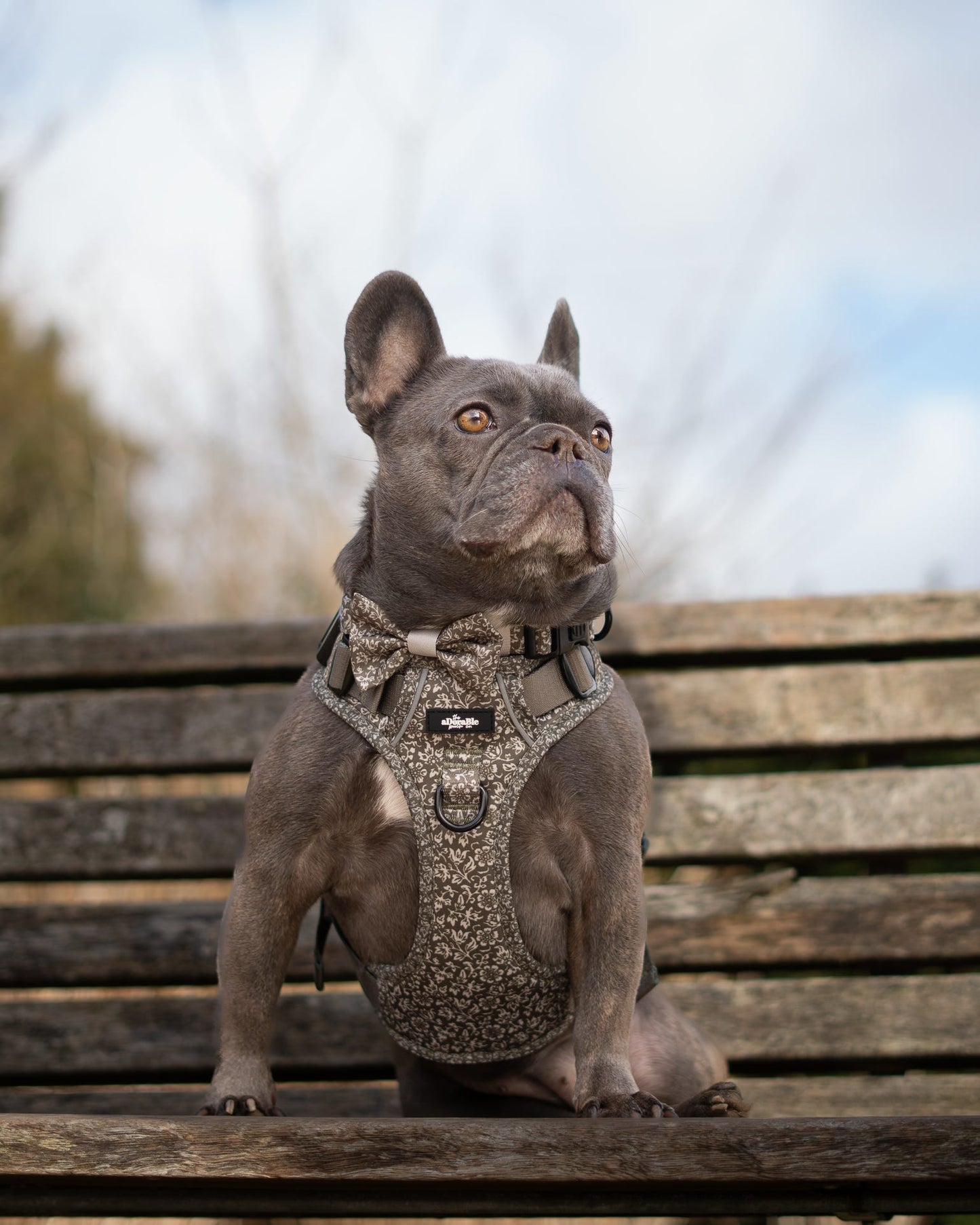 Laura Ashley Dog Dickie Bow Tie - Sweet Alyssum