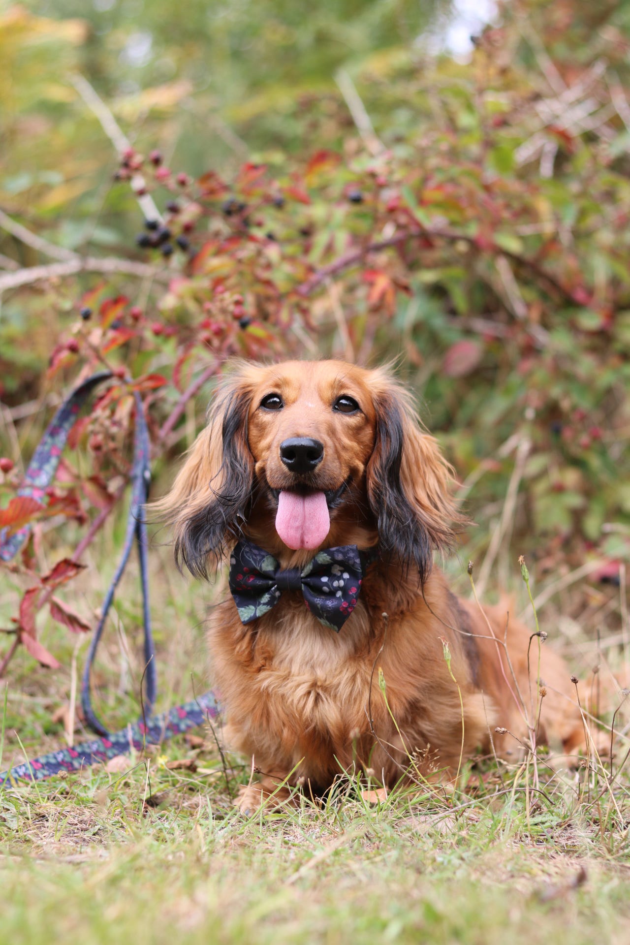 Bow Tie - Bramble Berry