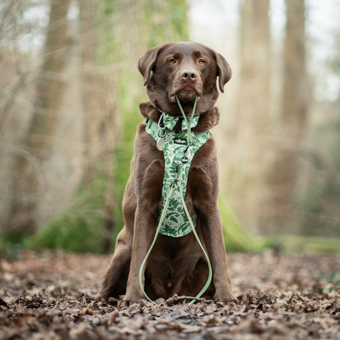 Hike & Go Lite™ Harness - Forest Of Ferns